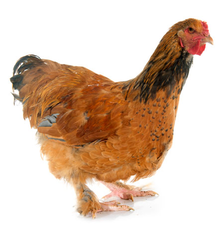 Huhn-freigestellt_450 Huhn-freigestellt_450